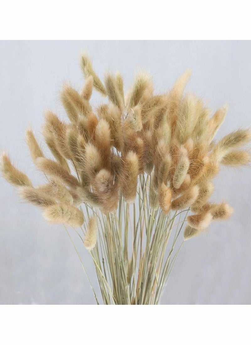 Dried Rabbit Tail Grass,  60 Pcs Natural Dry Grass Dried Flowers Bouquet, Wedding Dry Flower Bunch, for Home Garden Party Decor, Flower Arrangement