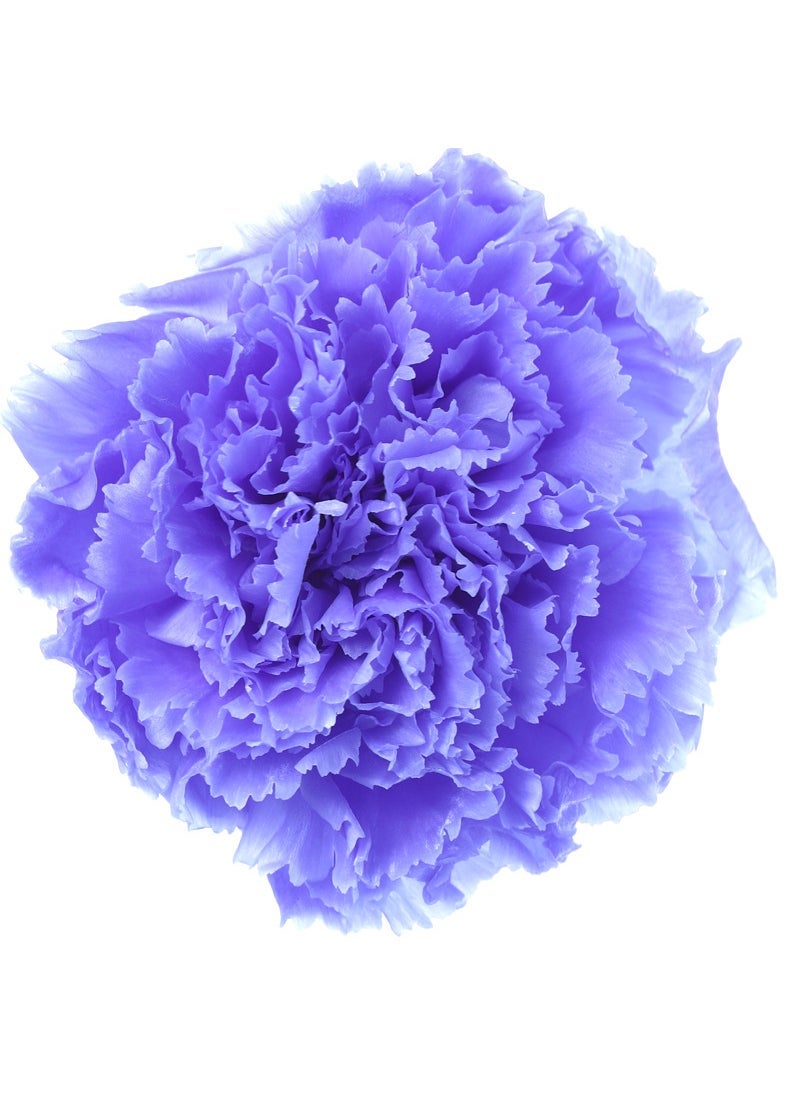 Eternal Carnation Flower Heads 8pcs DIY Bouquet Violet