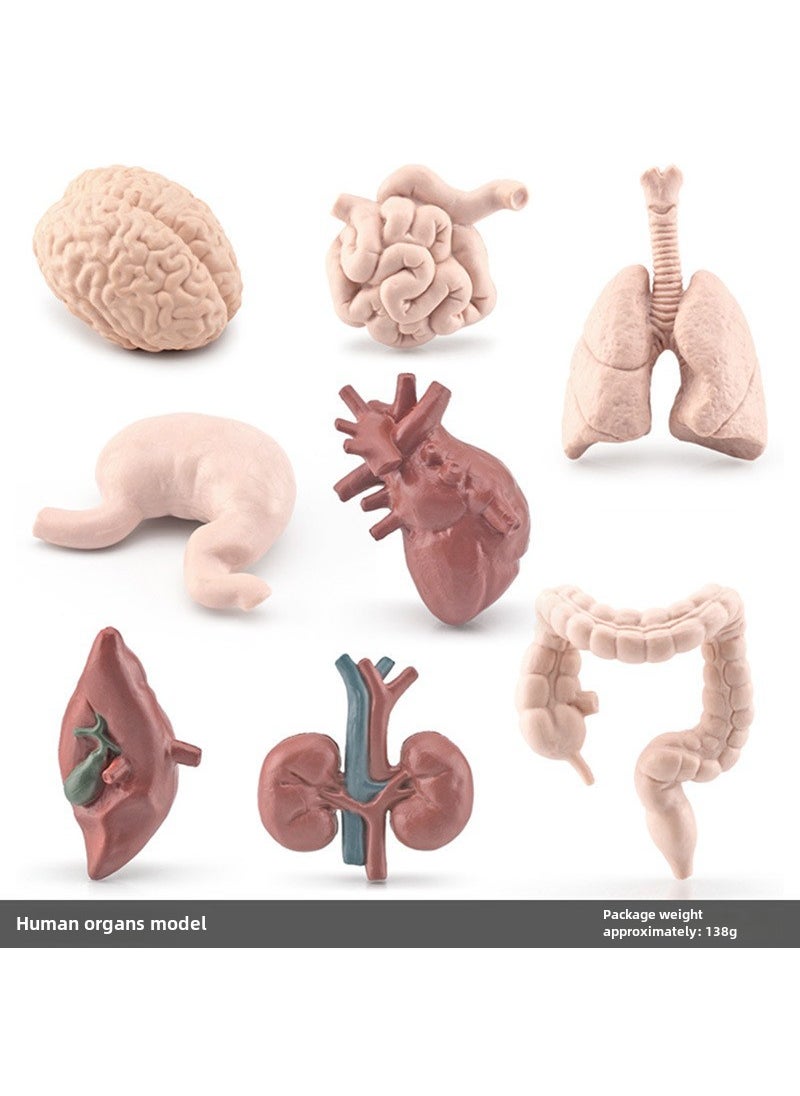 1 x 5 pcs Anatomical Organ Models Toys Set BL-1158 human organ Model 138g