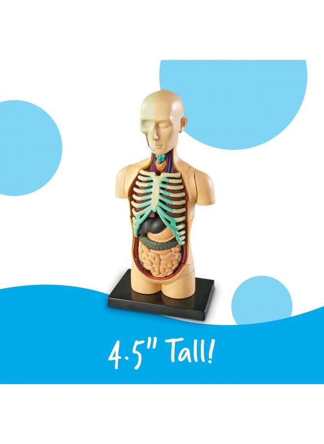 Learning Resources Human Body Model, Science Classroom Demonstration Tools, Realistic Human Anatomy Display, 31 Pieces, Grades 3+, Ages 8+