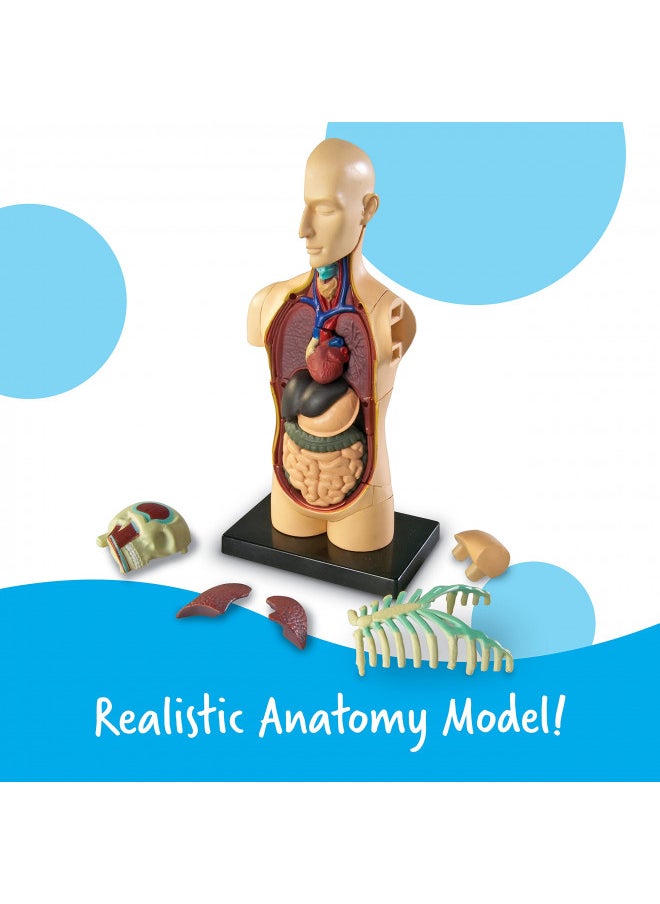 Learning Resources Human Body Model, Science Classroom Demonstration Tools, Realistic Human Anatomy Display, 31 Pieces, Grades 3+, Ages 8+