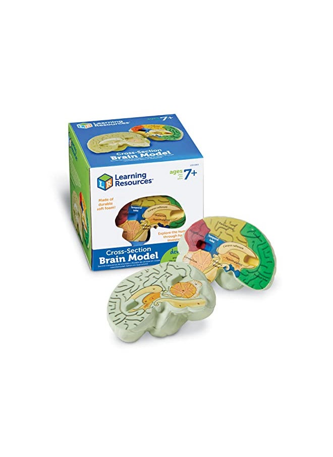 Learning Resources Cross-section Brain Model - 2 Pieces, Ages 7+ Brain Anatomy Model, Brain Functions Model, Human Anatomy for Kids, Foam Brain Model