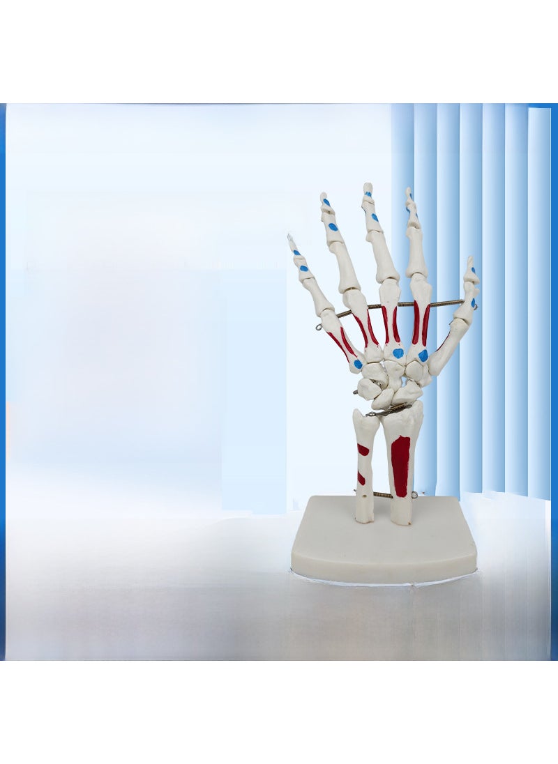 1 x 5 pcs Anatomical Hand Joint Model with Muscle Coloring