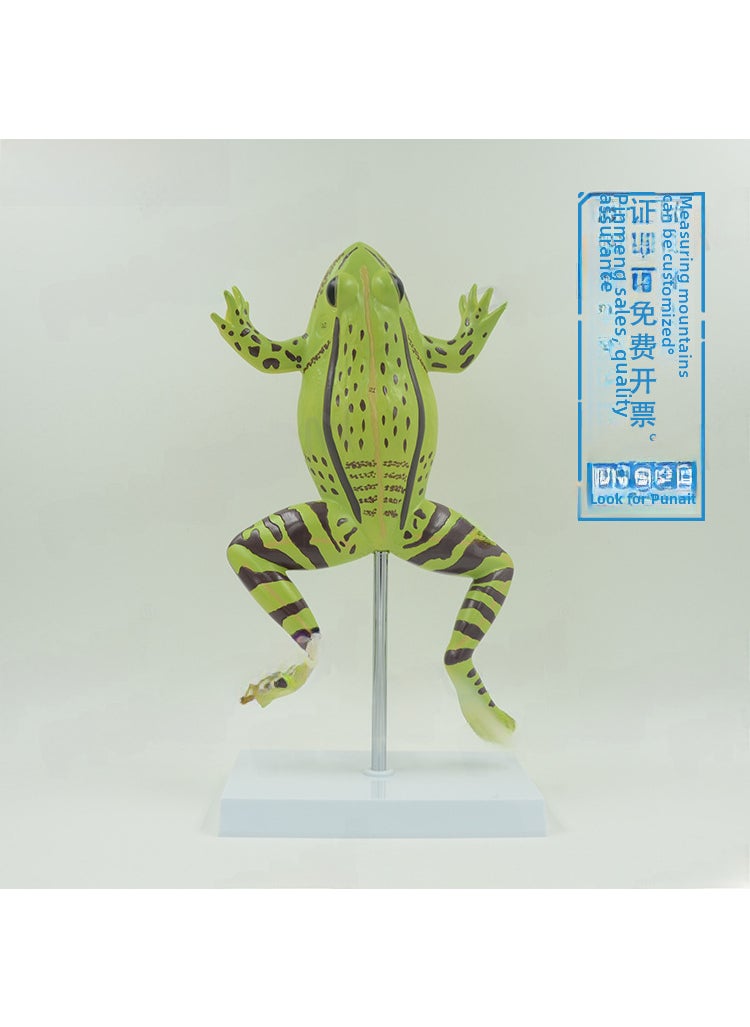 Anatomical Frog Model for Biological Study