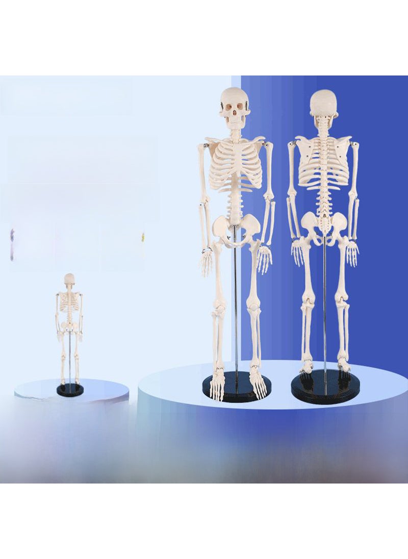 85cm Human Skeleton Model for Anatomy Display