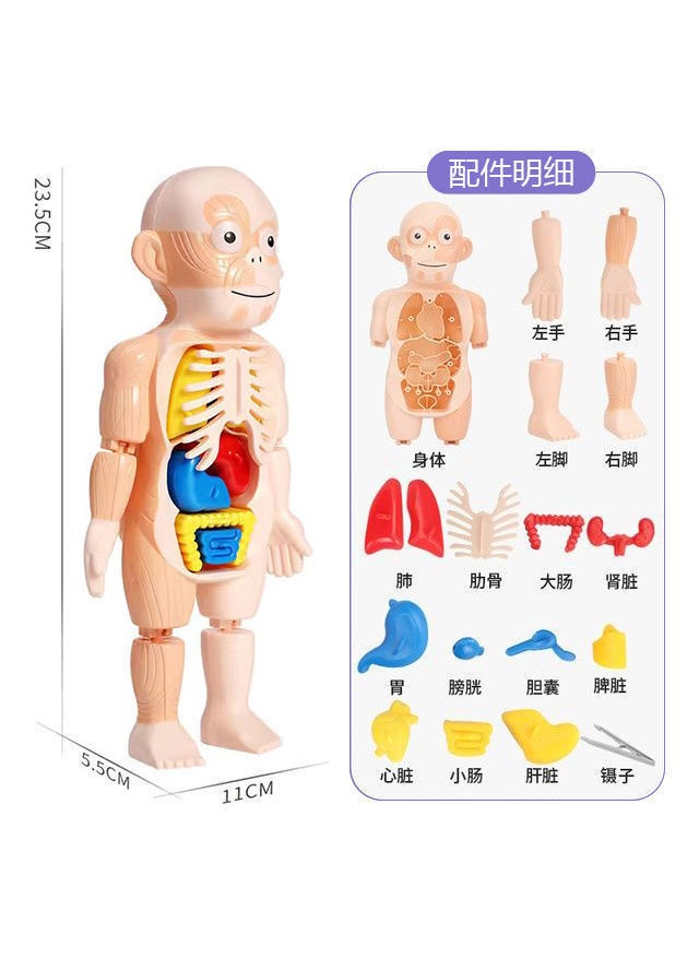 Human body structure model toy childrens stem cognitive science and education puzzle organ assembly skeleton structure manufacturer Human skeleton viscera dismantling [color box]]