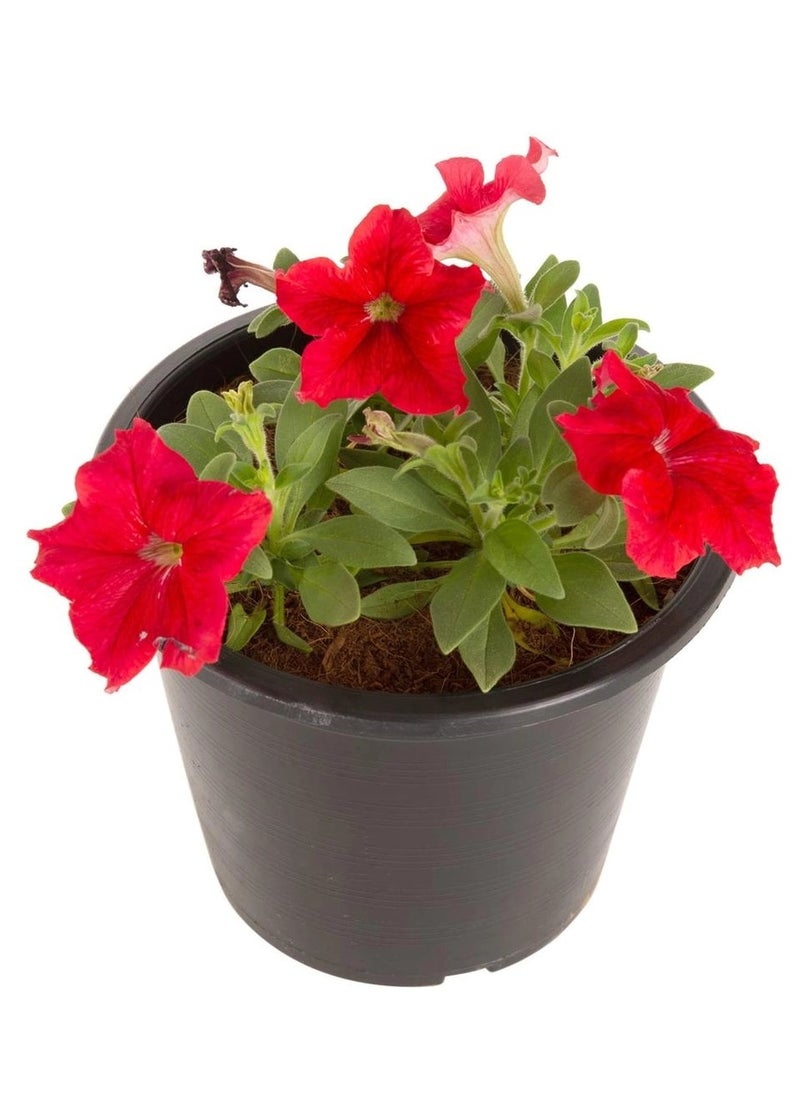 Petunia Red Pot (6 L)