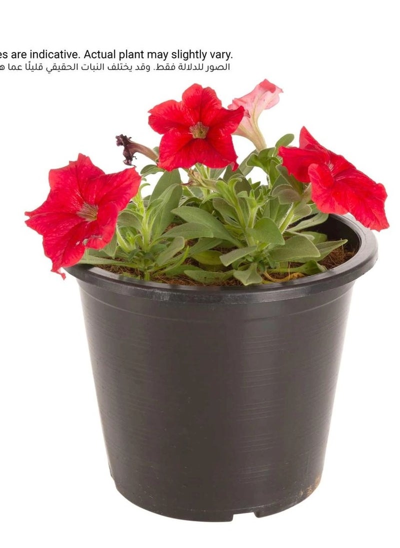 Petunia Red Pot (6 L)