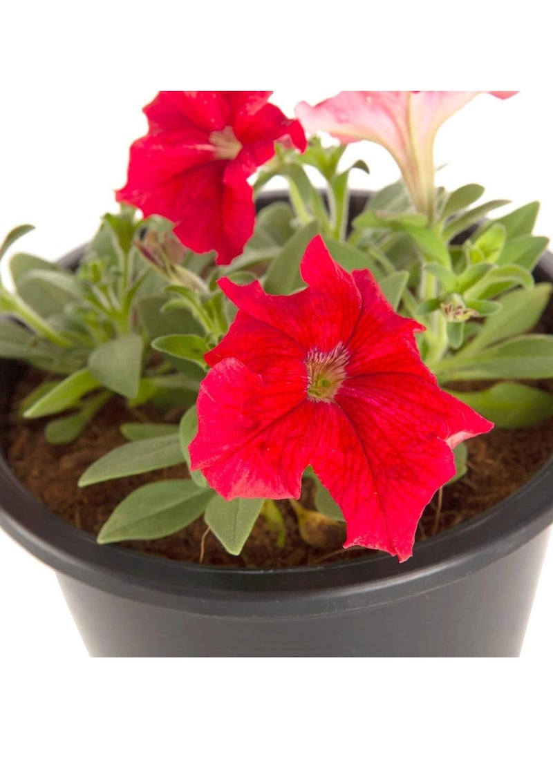 Petunia Red Pot (6 L)