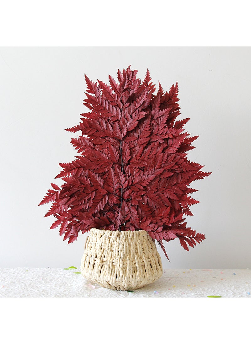 1 x 5 pcs Preserved Fern Leaves for DIY Scented Candle Floral Decor Wine red [10 sticks/bunch]]