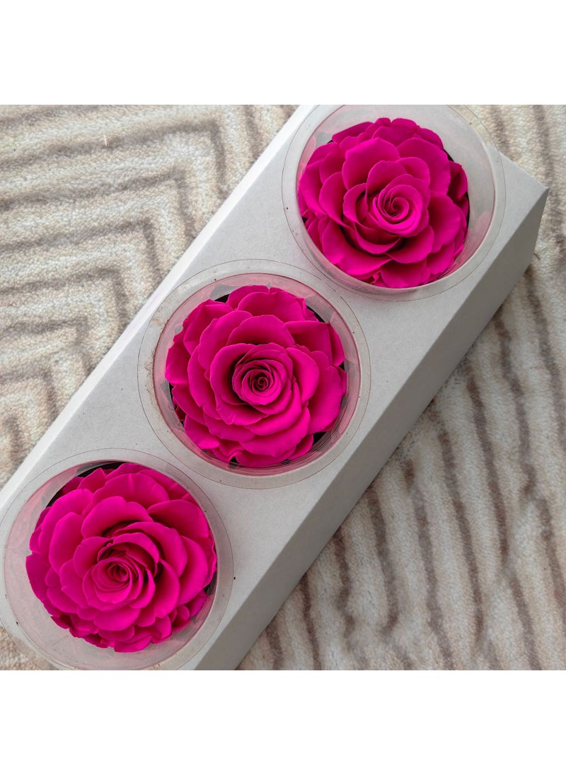 Preserved Rose Heads A-Grade 3-Pack 7-8cm Rose Red