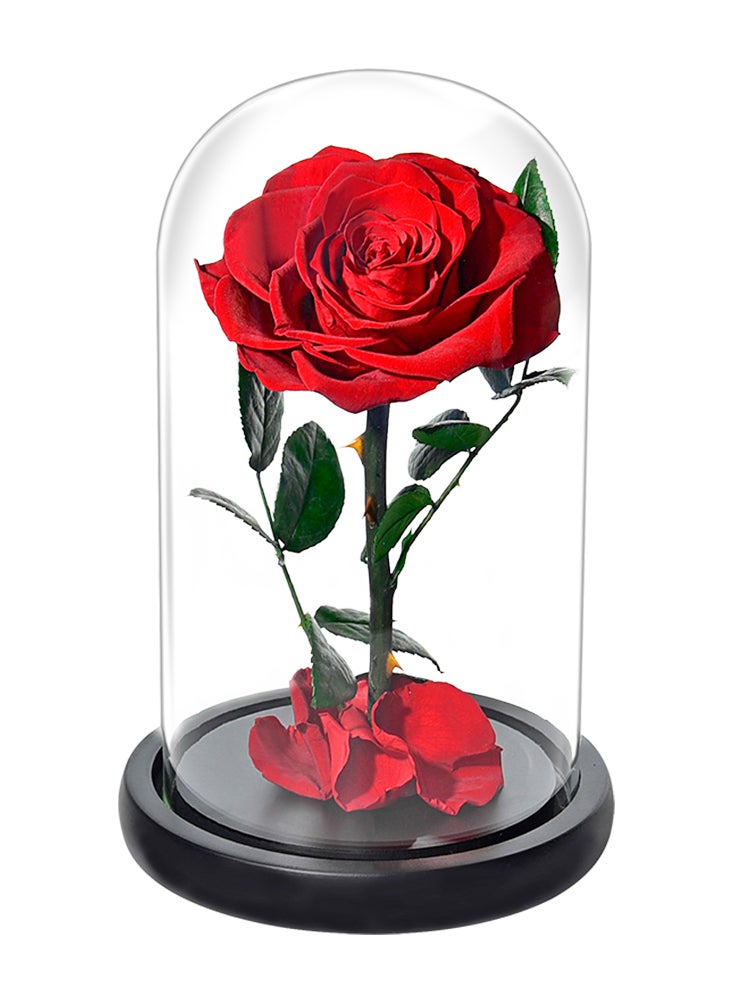 Preserved Forever Rose in Luxury Glass Dome - Eternal Flower Gift for Valentine's Day, Wedding Anniversary, and Birthday