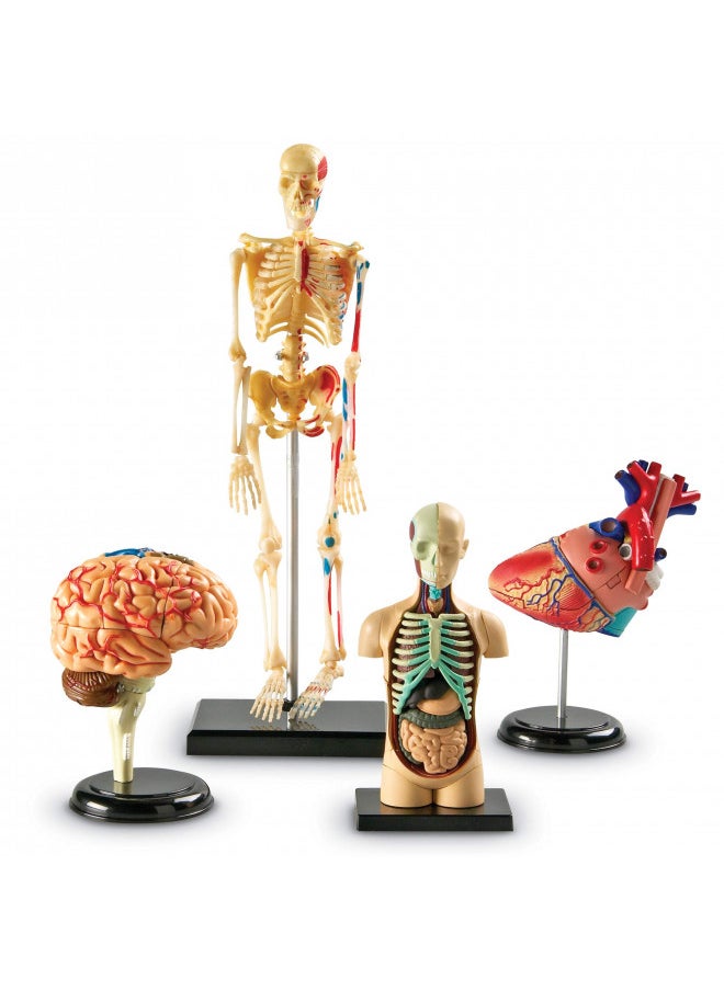 Learning Resources Anatomy Models Bundle Set - 4 Sets, Ages 8+, Anatomy Demonstration Tools, Classroom Demonstration Tools, Teacher Supplies,Back to School Supplies