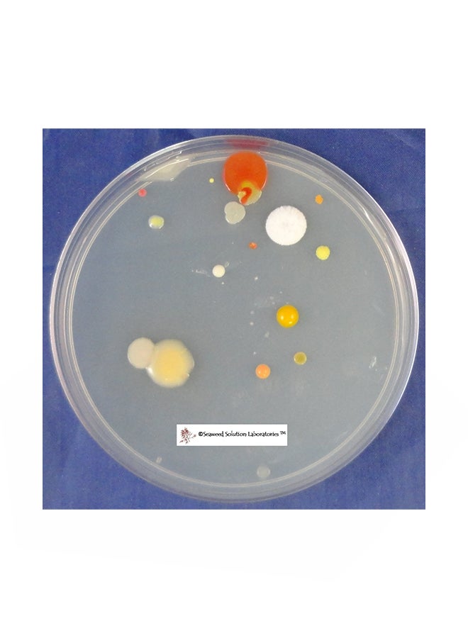 Nutrient Agar