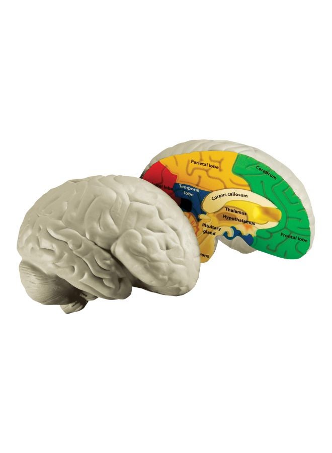 2-Piece Cross-section Brain Model LER1903