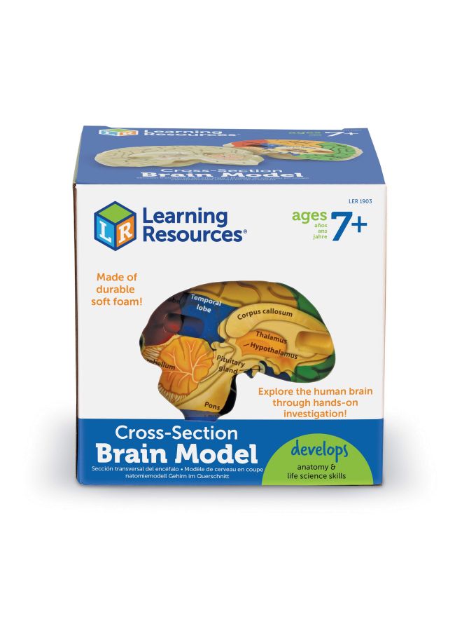 2-Piece Cross-section Brain Model LER1903