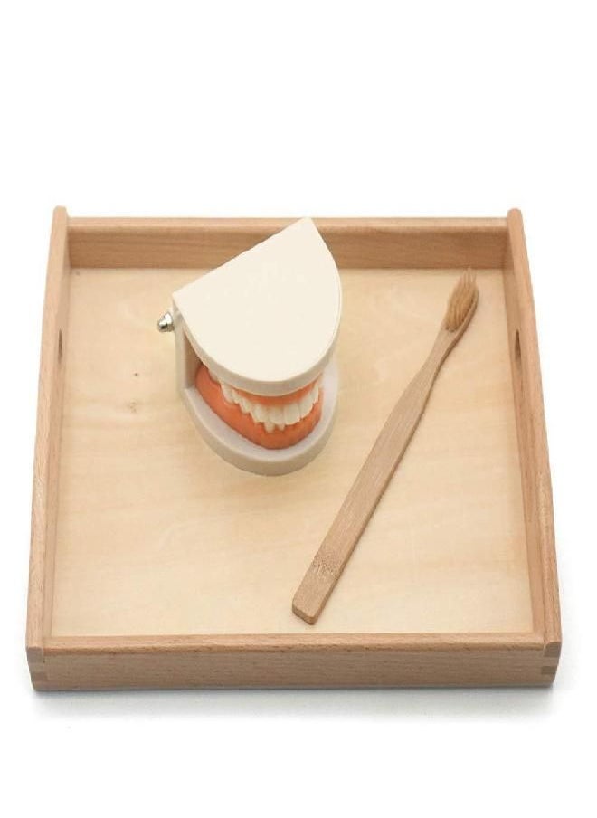 MEROCO Montessori Practical Life Brushing Teeth Model and Cards Montessori Homeschool Learning Preschool Toys for Toddlers