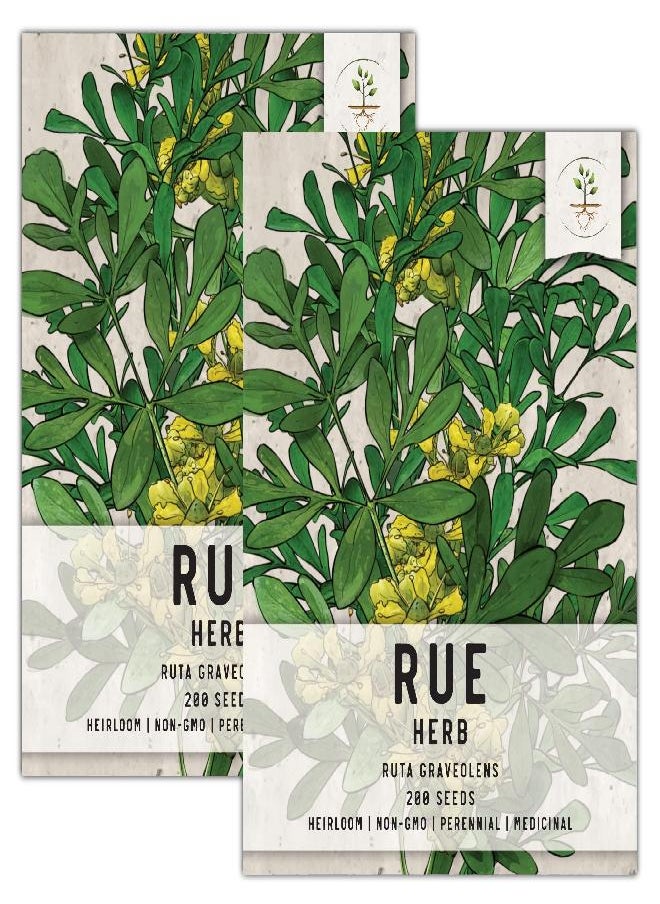 Seed Needs, Rue Herb Seeds for Planting (Ruta graveolens) Heirloom, Non-GMO & Untreated - Medicinal Herb (2 Packs)