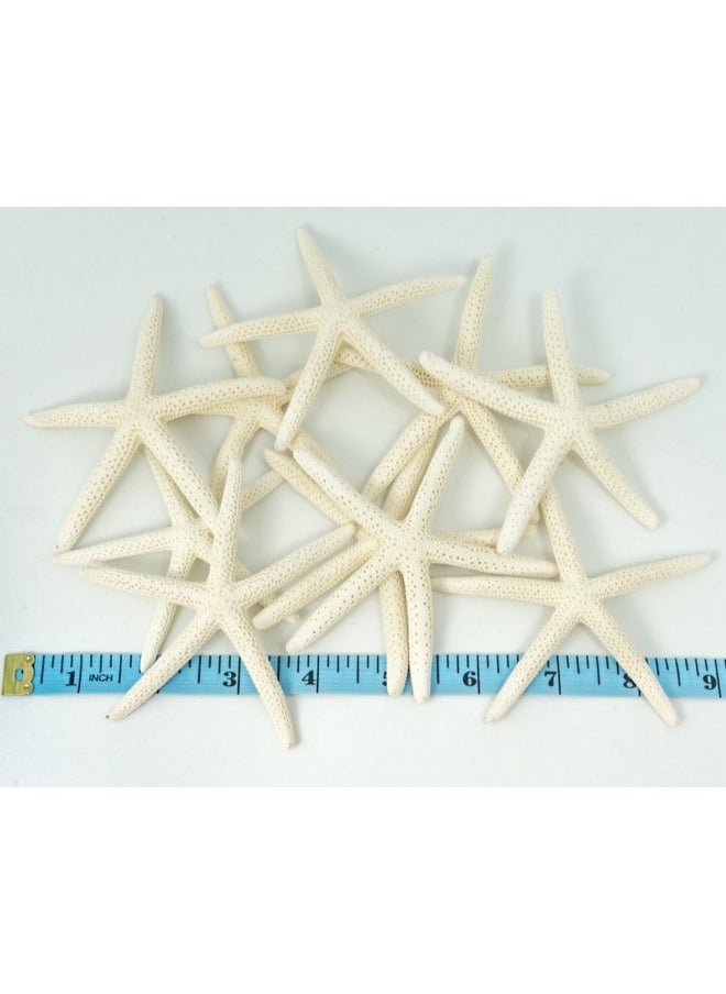 Starfish Decor - Star Fish For Craft - 10Pk Real 3-4