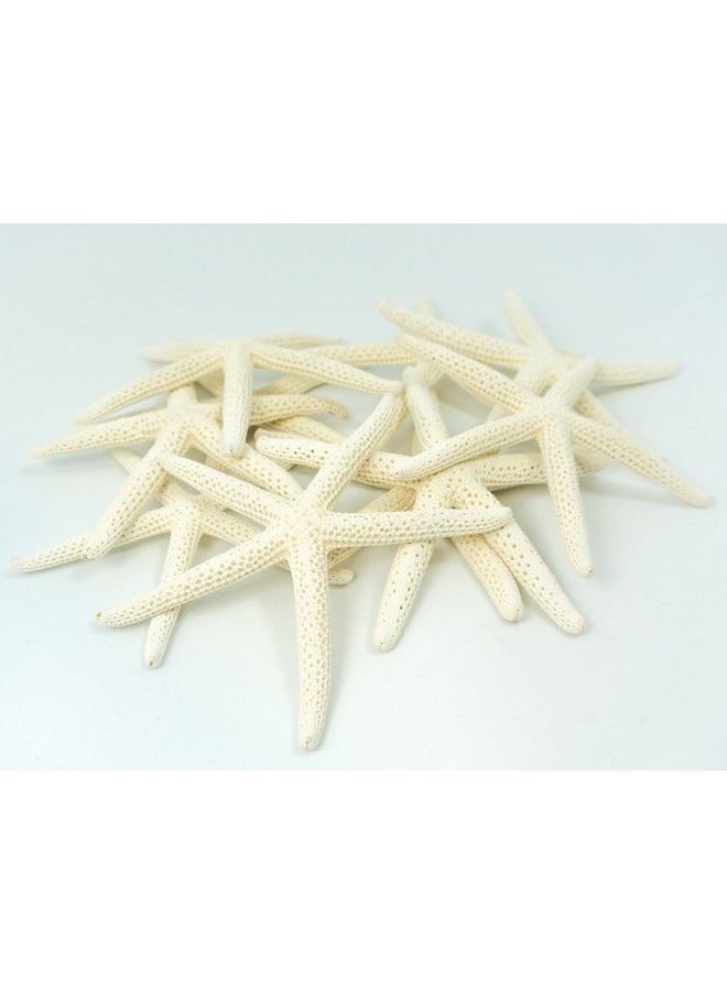 Starfish Decor - Star Fish For Craft - 10Pk Real 3-4