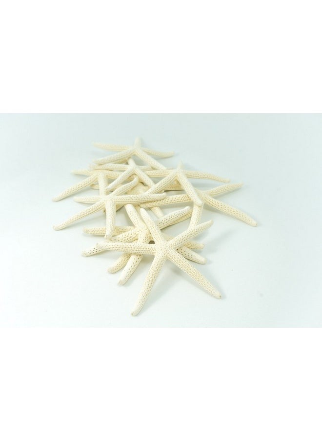 Starfish Decor - Star Fish For Craft - 10Pk Real 3-4