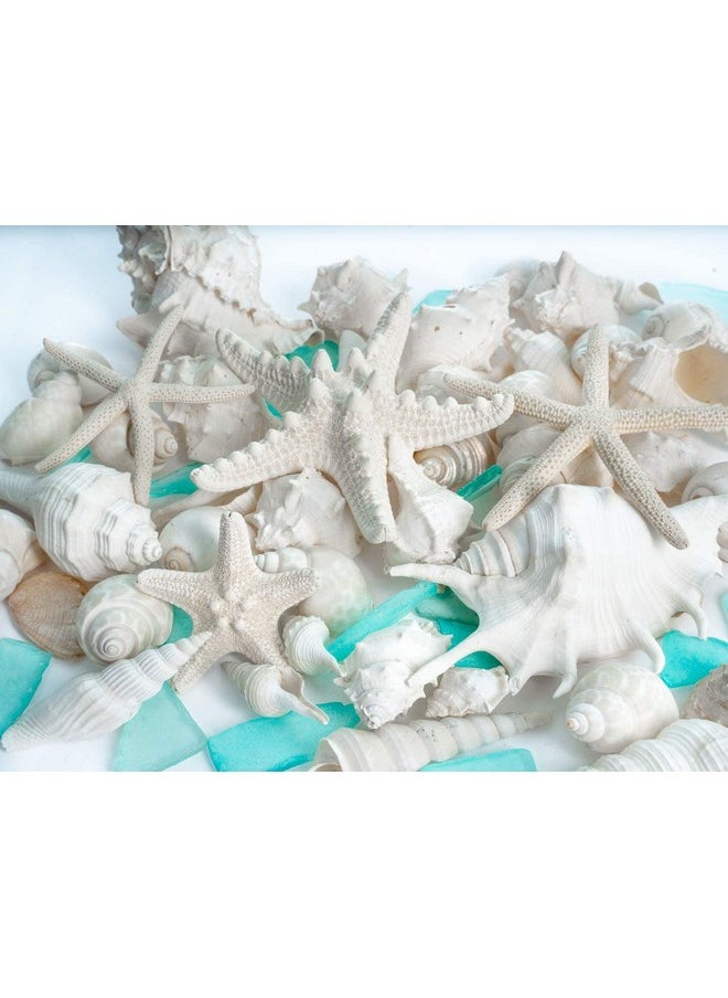 Sea Shells - Real Mixed Beach Seashells With Starfish & Sea Glass (1 Pack) - Shells For Crafts - Ocean Decor - Beach Party Decorations - Seashell Decor - Large Shells Crafts