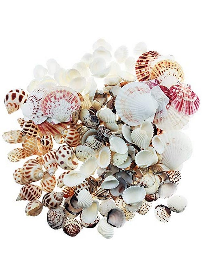 300Pcs Sea Shells Mixed Ocean Beach Seashells, Various Sizes Natural Seashells For Fish Tank, Home Decorations, Beach Theme Party, Candle Making, Wedding Decor, Diy Crafts, Fish Tan