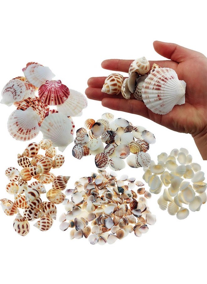 300Pcs Sea Shells Mixed Ocean Beach Seashells, Various Sizes Natural Seashells For Fish Tank, Home Decorations, Beach Theme Party, Candle Making, Wedding Decor, Diy Crafts, Fish Tan