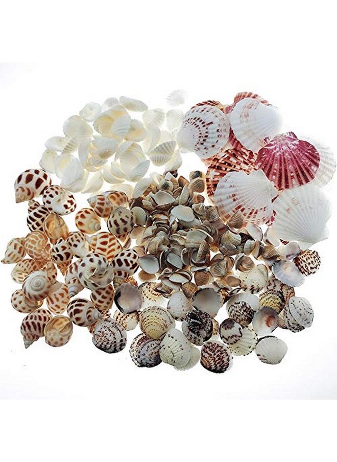 300Pcs Sea Shells Mixed Ocean Beach Seashells, Various Sizes Natural Seashells For Fish Tank, Home Decorations, Beach Theme Party, Candle Making, Wedding Decor, Diy Crafts, Fish Tan