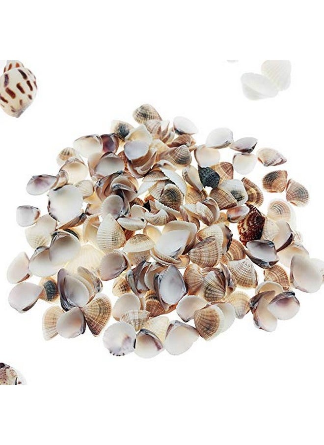 300Pcs Sea Shells Mixed Ocean Beach Seashells, Various Sizes Natural Seashells For Fish Tank, Home Decorations, Beach Theme Party, Candle Making, Wedding Decor, Diy Crafts, Fish Tan