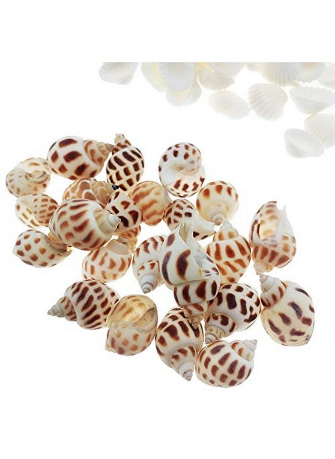 300Pcs Sea Shells Mixed Ocean Beach Seashells, Various Sizes Natural Seashells For Fish Tank, Home Decorations, Beach Theme Party, Candle Making, Wedding Decor, Diy Crafts, Fish Tan