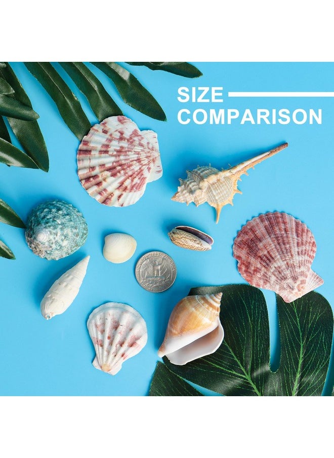 Mixed Sea Shells 250 G Shells Various Size Up To 2.5 In Seashells Bulk With Box Shells For Crafts,Tank Vase Filler,Beach Theme Party,Home Decor,Resin Decoration(60-70 Pcs)