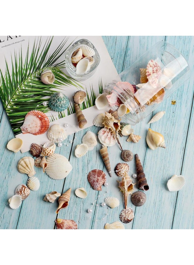 Mixed Sea Shells 250 G Shells Various Size Up To 2.5 In Seashells Bulk With Box Shells For Crafts,Tank Vase Filler,Beach Theme Party,Home Decor,Resin Decoration(60-70 Pcs)