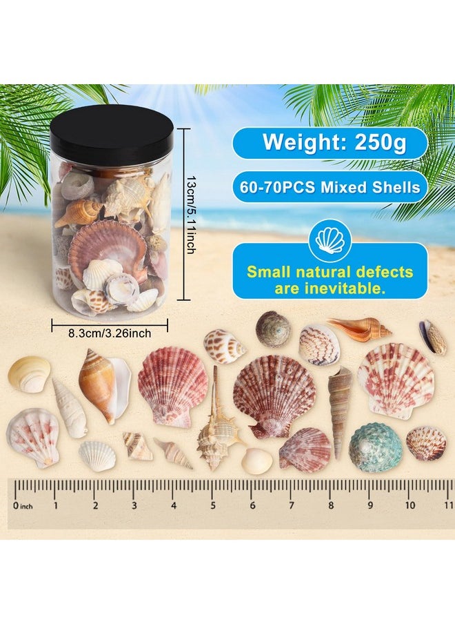 Mixed Sea Shells 250 G Shells Various Size Up To 2.5 In Seashells Bulk With Box Shells For Crafts,Tank Vase Filler,Beach Theme Party,Home Decor,Resin Decoration(60-70 Pcs)