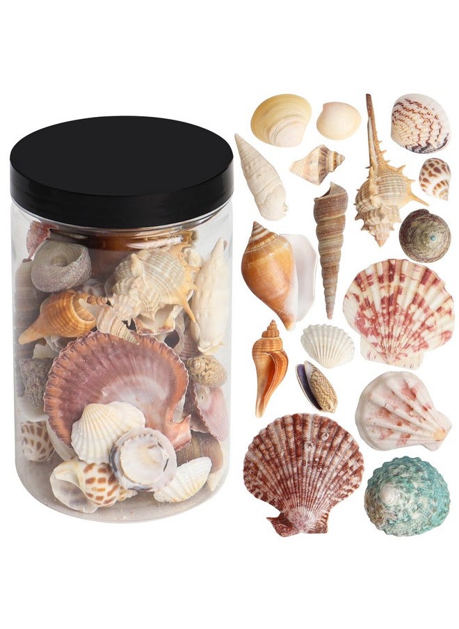 Mixed Sea Shells 250 G Shells Various Size Up To 2.5 In Seashells Bulk With Box Shells For Crafts,Tank Vase Filler,Beach Theme Party,Home Decor,Resin Decoration(60-70 Pcs)