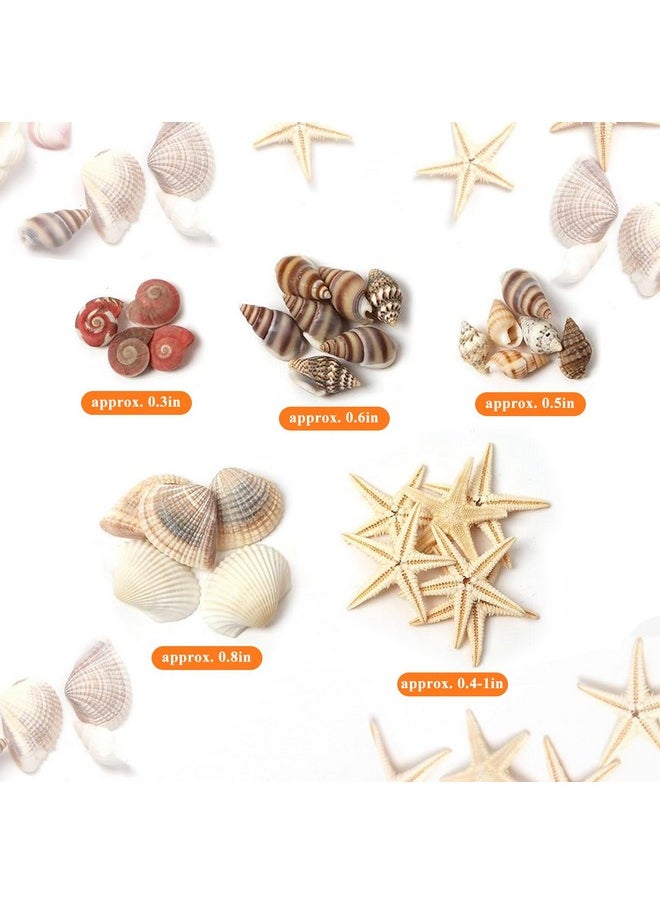 1200 Pieces Tiny Sea Shells Small Natural Starfish Mixed Ocean Beach Spiral Seashells For Home Decorations,Wedding Decor,Candle Making,Beach Theme Party,Diy Crafts And Vase Filler