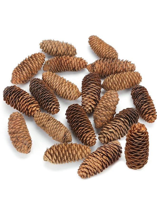 3.5-5Inch Natural Pine Cones, Big Pinecones, Christmas Natural Pinecone Ornaments Big Spruce Pine Cones For Autumn And Winter Decor Christmas Decorations