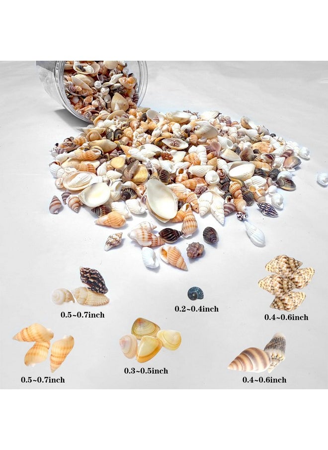 1300 Pcs Natural Ocean Beach Spiral Seashells Mixed Tiny Sea Shells For Home Decorations,Wedding Decor,Kids Outdoor Beach Theme Party,Diy Crafts And Vase Filler,Decorate The Pool.