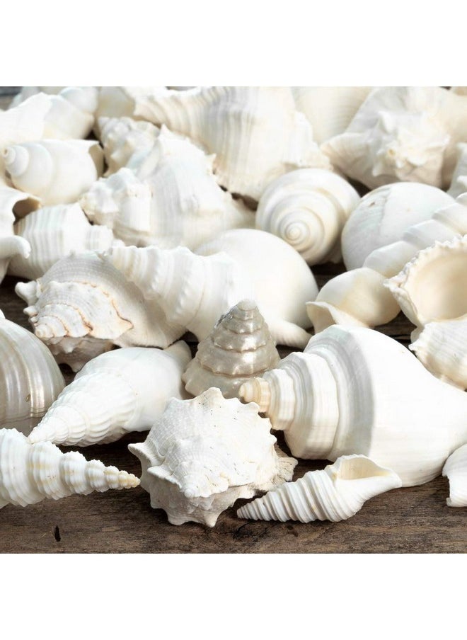 Sea Shells - White Real Mixed Beach Seashells (1 Pound) - Shells For Crafts - Ocean Decor - Beach Party Decorations - Seashell Decor - Large Shells Crafts
