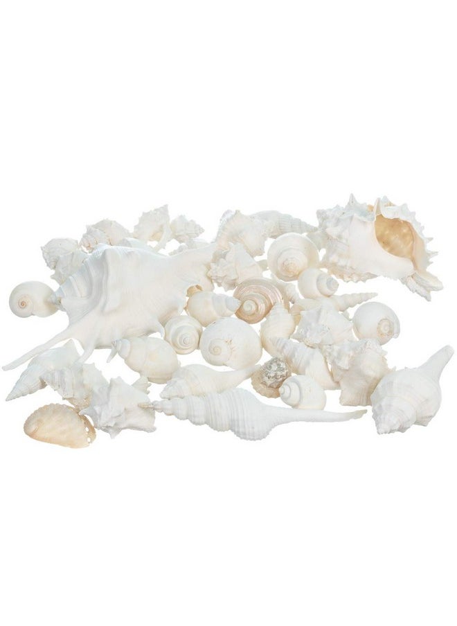 Sea Shells - White Real Mixed Beach Seashells (1 Pound) - Shells For Crafts - Ocean Decor - Beach Party Decorations - Seashell Decor - Large Shells Crafts