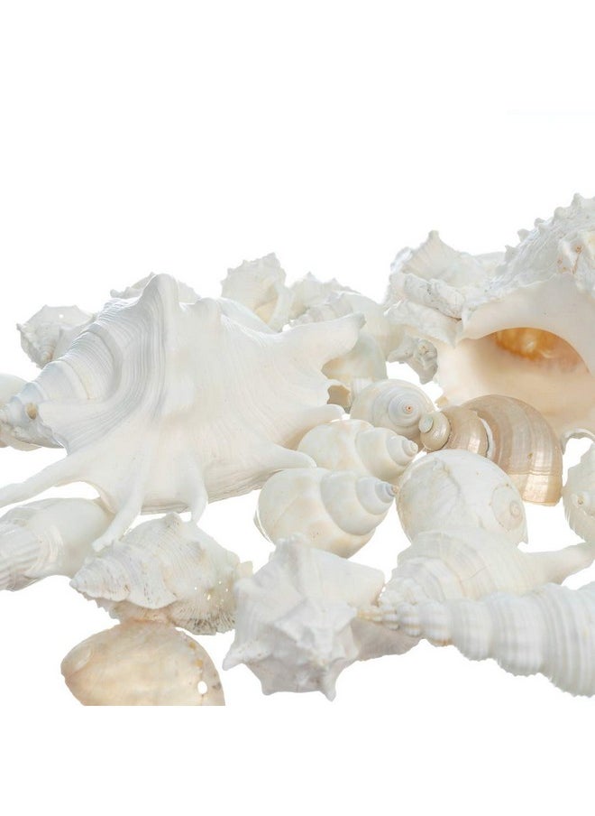 Sea Shells - White Real Mixed Beach Seashells (1 Pound) - Shells For Crafts - Ocean Decor - Beach Party Decorations - Seashell Decor - Large Shells Crafts