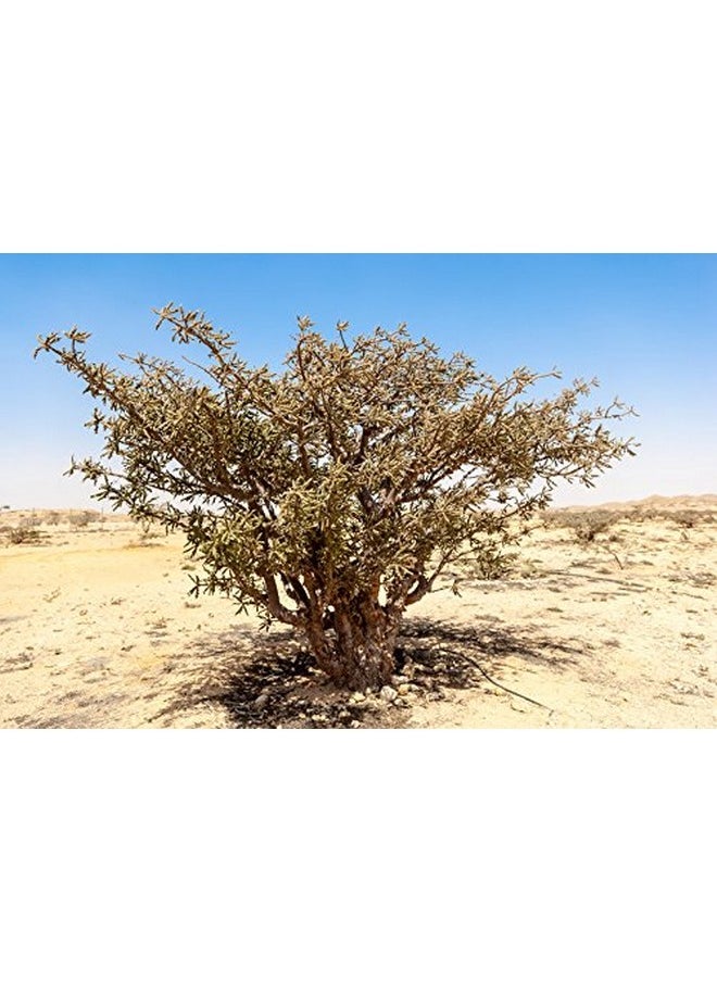 100% Pure Frankincense Essential Oil, Usda Certified Organic, Steam Distilled, Boswellia Serrata, Sourced From India, Topically Or In Diffuser, Perfect For Aging Skin, All Skin Type (10 Ml)