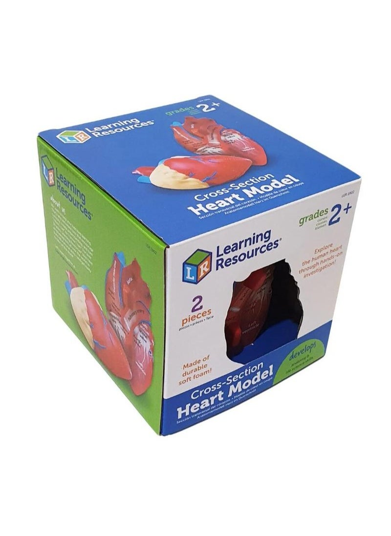 Learning Resources Cross Section Human Heart Model, Large Foam Classroom Demonstration Model