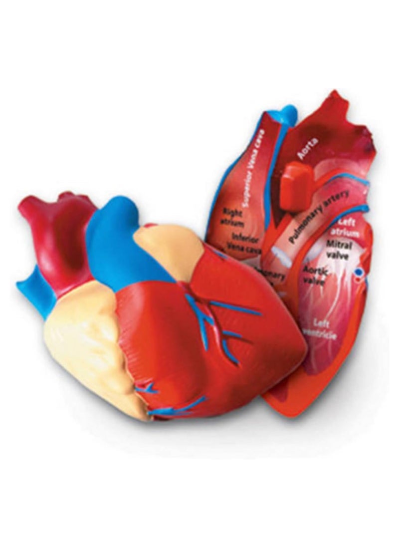 Learning Resources Cross Section Human Heart Model, Large Foam Classroom Demonstration Model