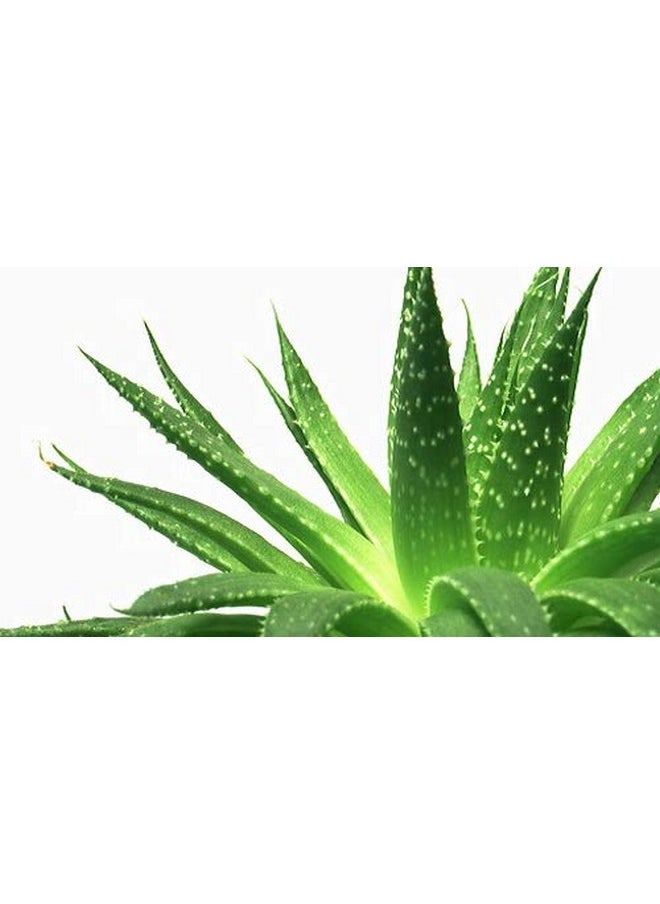 Anti-Aging Aloe Vera Gel (120 G) Pack Of 2