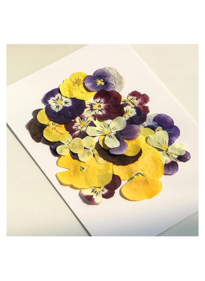 54 Pcs Dried Pressed Flowers for Resin DIY Art Crafts Natural Dry Floral Epoxy Jewelry Real Flower Decor Cakes Phone Cases Candles Handmade Soap Purple Pansy