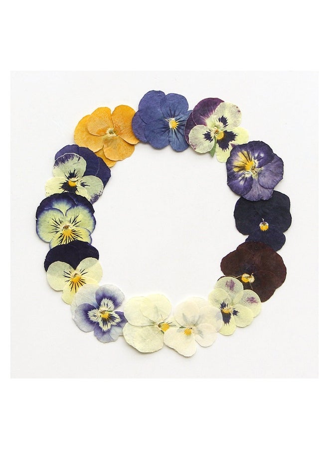 54 Pcs Dried Pressed Flowers for Resin DIY Art Crafts Natural Dry Floral Epoxy Jewelry Real Flower Decor Cakes Phone Cases Candles Handmade Soap Purple Pansy