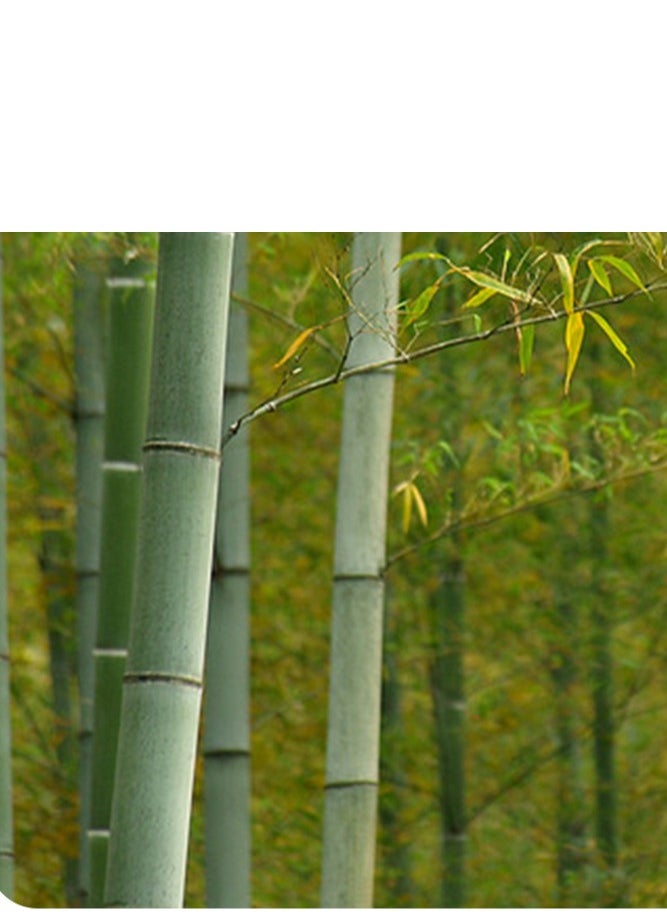 Bamboo tube cups