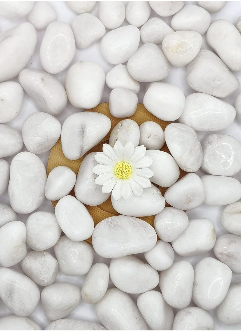 Natural White Decorative River Rock Stones – Pebbles for Vases, Aquariums, Terrariums, and Glassware to Enhance Your Décor (10kg)