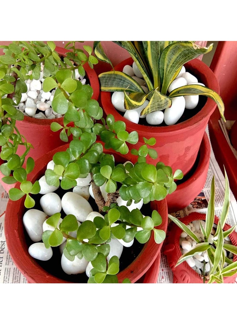 Natural White Decorative River Rock Stones – Pebbles for Vases, Aquariums, Terrariums, and Glassware to Enhance Your Décor (10kg)